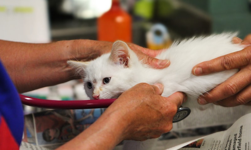 Kitten bij dierenarts